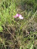 Рис. 1.6.58. Гвоздика Борбаша – характерний вид остепнених лук, о. Ольжин Рис. 1.6.58. Гвоздика Борбаша –…