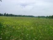 Рис. 1.6.60. Фрагмент остепненного луга, о. Муромец – яркий желтый аспект… Рис. 1.6.60. Фрагмент остепненного…