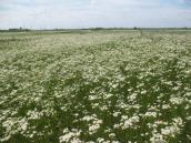 Рис. 1.6.61. Тонколучник однорічний на остепненій луці на північ від житлового… Рис. 1.6.61. Тонколучник однорічний на…