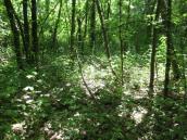 Рис. 1.6.69. Пойменный лес, Троещинская пойма севернее искусственного залива… Рис. 1.6.69. Пойменный лес,…