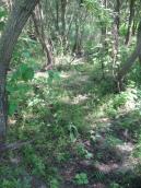 Участок пойменного ивового леса в районе правобережных быков Московского… Участок пойменного ивового леса в…