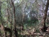 Рис. 1.6.71a. Рис. 1.6.40. Флористически-бедные ивовые леса на о. Пташиный… Рис. 1.6.71a. Рис. 1.6.40.…