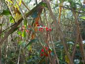 Рис. 1.6.73. Ліаноподібні пагони пасльону солодко-гіркого. Фото І. Парникози,… Рис. 1.6.73. Ліаноподібні пагони…