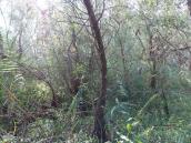 Рис. 1.6.43. Ивняково-тростниковые группировки о. Пташиный. Фото И. Парникозы,… Рис. 1.6.43. Ивняково-тростниковые…