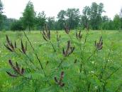 Рис. 1.6.52. Цветущие побеги аморфы кустарниковой имеют характерный запах, о.… Рис. 1.6.52. Цветущие побеги аморфы…