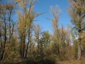 Рис. 1.6.87.Фрагмент современного тополевого леса на острове Долобецкий.… Рис. 1.6.87.Фрагмент современного…
