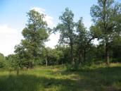 Рис. 1.6.91. Рис. 1.6.60. Фрагмент пойменной дубравы в ур. Бычок. Фото И.… Рис. 1.6.91. Рис. 1.6.60. Фрагмент…