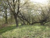 Рис. 1.6.92. Заплавна діброва навесні, острів Жуків. Фото І. Парникози, 2013 р. Рис. 1.6.92. Заплавна діброва навесні,…