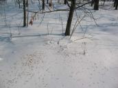 Рис. 1.6.96. Взимку насіння ясена лускають зерноїдні птахи, острів Муромець.… Рис. 1.6.96. Взимку насіння ясена…