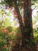 Рис. 1.6.107. Девичий виноград пятилисточковый – распространенная лиана, ур.… Рис. 1.6.107. Девичий виноград…