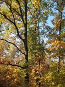 Рис. 1.6.110. Дуб червоний у складі насаджень острова Долобецький. Фото І.… Рис. 1.6.110. Дуб червоний у складі…