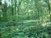 Рис. 1.6.111. Спонтанні трансформовані деревостани на острові Венеціанський.… Рис. 1.6.111. Спонтанні трансформовані…