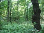 Рис. 1.6.112. Фрагмент спонтанного пойменного леса в ур. Бычок (восточная… Рис. 1.6.112. Фрагмент спонтанного…