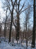 Единственный экземпляр липы сердцелистной обнаружен в пойме Днепра на острове… Единственный экземпляр липы…