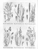 Рис. 1.6.119. Главные злаки заливных лугов долины Днепра, по (Яришева, 1995) Рис. 1.6.119. Главные злаки заливных…