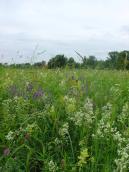 Рис. 1.6.120. Луг в условиях дождливого лета, остров Муромец. Фото И.… Рис. 1.6.120. Луг в условиях…