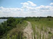 Рис. 1.6.136. Формування спонтанної рослинності на штучних піщаних дюнах, що… Рис. 1.6.136. Формування спонтанної…