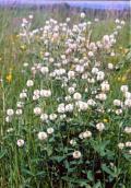 Клевер горный Trifolium montanum (Фото…