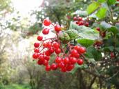 Калина звичайна, Viburnum opulus (Фото Слензяк А.) Калина звичайна, Viburnum opulus (Фото…