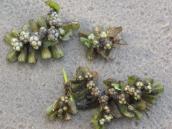 Рис. 1.7.2. Зимующие почки – турионы под основой побегов сальвинии. Фото И.… Рис. 1.7.2. Зимующие почки – турионы…