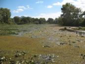 Рис. 1.7.3. Ковер сальвинии на озере Луковое севернее залива Верблюд. Фото И.… Рис. 1.7.3. Ковер сальвинии на озере…