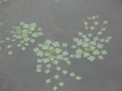 Рис. 1.7.5. Водяной орех плавающий на пойме Днепра в Киеве иногда растет очень… Рис. 1.7.5. Водяной орех плавающий на…