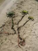 Рис. 1.7.6. От одного проросшего ореха может расходиться с десяток побегов,… Рис. 1.7.6. От одного проросшего ореха…