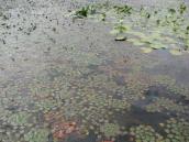 Рис. 1.7.8. Водяной орех на акватории Матвеевском заливе в Киеве. Фото И.… Рис. 1.7.8. Водяной орех на акватории…