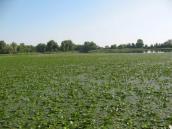 Рис. 1.7.9. Сплошной покров из водяного ореха в районе острова Ольгин. Фото И.… Рис. 1.7.9. Сплошной покров из…