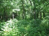 Рис. 1.7.99. Местопроизрастание дремлика чемерицевидного в пойменном урочище… Рис. 1.7.99. Местопроизрастание…