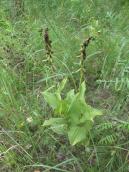 Рис. 1.7.100. Дремлик чемерицевидный на юг от исскуственного залива Верблюд.… Рис. 1.7.100. Дремлик чемерицевидный…