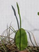 Рис. 1.7.101. Ужовник обыкновенный, урочище Бобровня, остров Муромец. Фото И.… Рис. 1.7.101. Ужовник обыкновенный,…