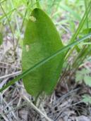 Рис. 1.7.102. Неспороносный экземпляр ужовника, Осокорковские луга. Фото И.… Рис. 1.7.102. Неспороносный экземпляр…