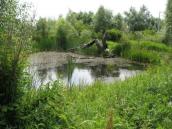 Рис. 1.7.103. Местопроизрастание ужовника обыкновенного на Осокорковских… Рис. 1.7.103. Местопроизрастание…