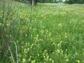 Рис. 1.7.104. Местопроизрастание ужовника обыкновенного в низине о. Муромец.… Рис. 1.7.104. Местопроизрастание…