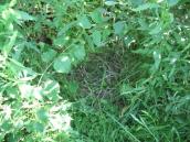 Рис. 1.7.105. Местопроизрастание ужовника на Троещинских лугах. Чтобы увидеть… Рис. 1.7.105. Местопроизрастание…