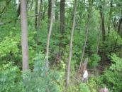 Ophioglossum_vulgatum Ophioglossum_vulgatum