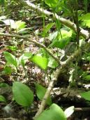 Рис. 1.7.107. Ужовник в условиях влажного пойменного леса в урочище Покал.… Рис. 1.7.107. Ужовник в условиях…