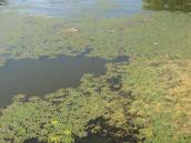 Рис. 1.7.10. Водяной орех в заливе южнее Московского моста. Фото И. Парникозы,… Рис. 1.7.10. Водяной орех в заливе…