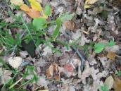 Рис. 1.7.109. Плаун булавовидный, Труханов остров. Фото И. Парникозы, 2013 г. Рис. 1.7.109. Плаун булавовидный,…