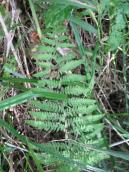 Ophioglossum_vulgatum Ophioglossum_vulgatum