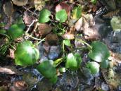 Ophioglossum_vulgatum Ophioglossum_vulgatum