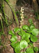 Рис. 1.7.117. Грушанка круглолистная – небольшой пойменный лес в урочище… Рис. 1.7.117. Грушанка круглолистная –…