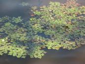 Рис. 1.7.11. Сокровище долины Днепра – водяной орех у побережья урочища… Рис. 1.7.11. Сокровище долины Днепра –…