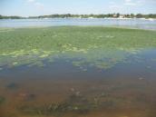 Рис. 1.7.12. Смешанные заросли водяного ореха и кубышки желтой у побережья… Рис. 1.7.12. Смешанные заросли…