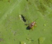 Рис. 1.7.19. Кувшинковый листоед – это не вредитель, а желаемый корм для… Рис. 1.7.19. Кувшинковый листоед – это…