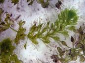 Рис. 1.7.22. Таинственное и редкое водное насекомоядное растение – альдрованда… Рис. 1.7.22. Таинственное и редкое…