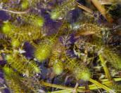 Рис. 1.7.23. Издали альдрованда может быть похожа на другие растения, так что… Рис. 1.7.23. Издали альдрованда может…