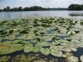 Рис. 1.7.25. Заросли кубышки желтой в урочище Запесочье Южное. Фото И.… Рис. 1.7.25. Заросли кубышки желтой в…