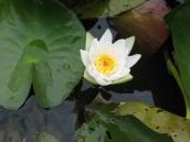 Рис. 1.7.28. Кувшинка снежно-белая. Фото И. Парникозы, 2012 г. Рис. 1.7.28. Кувшинка снежно-белая.…